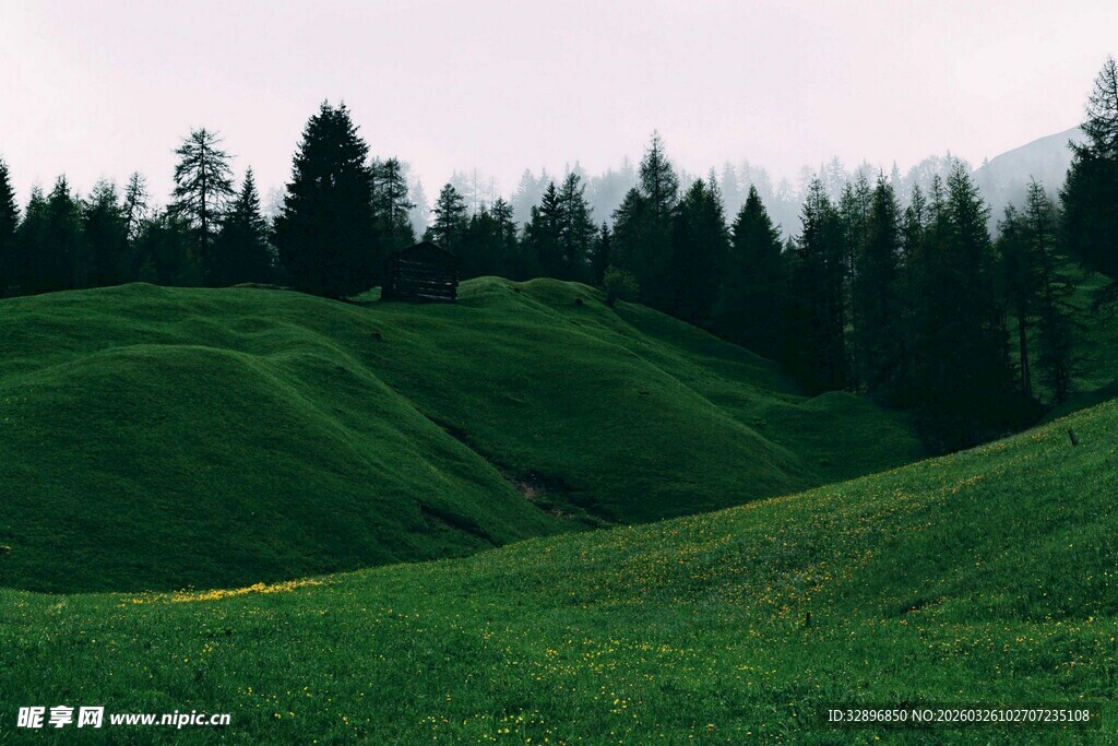 翠绿山丘上的葱郁树林