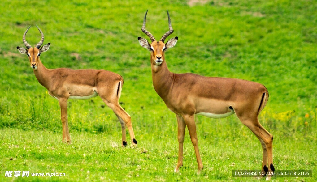 草原上的两只优雅羚羊