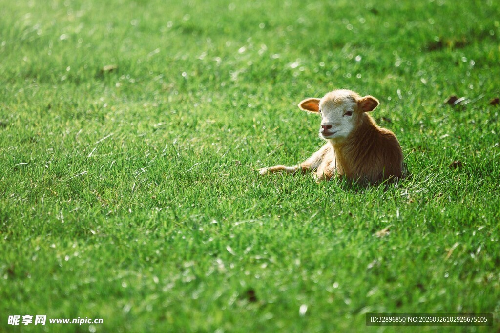 草地上的可爱小狗