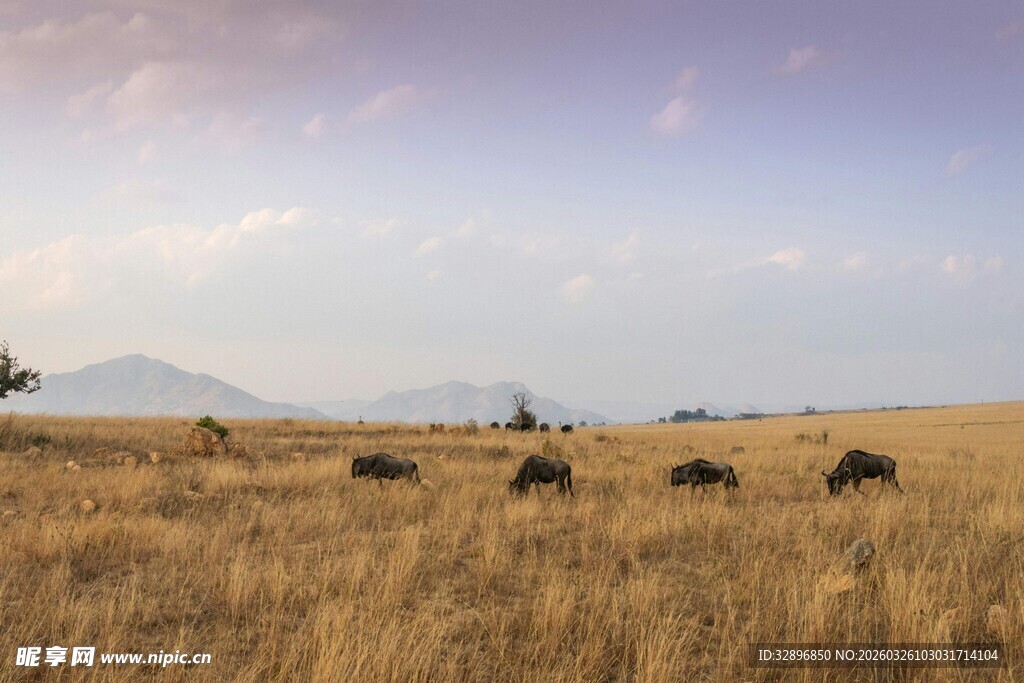 草原上的动物群
