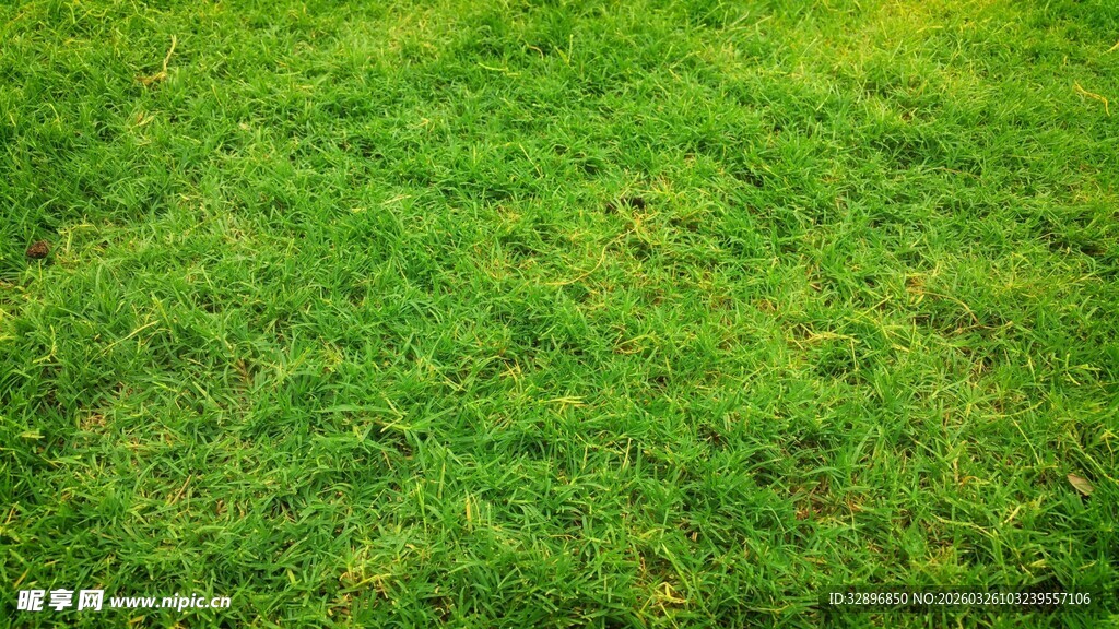 翠绿草坪特写