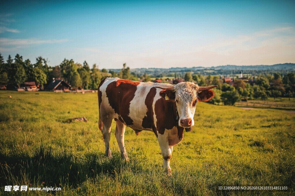 草原上的奶牛