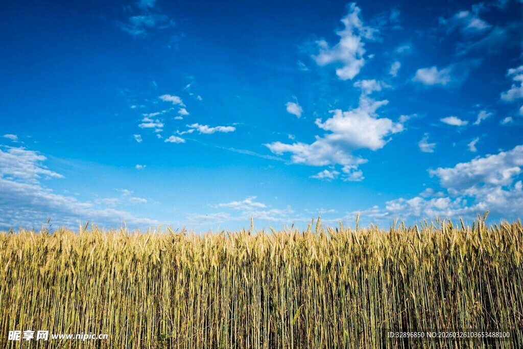 金黄麦田与湛蓝天空美景