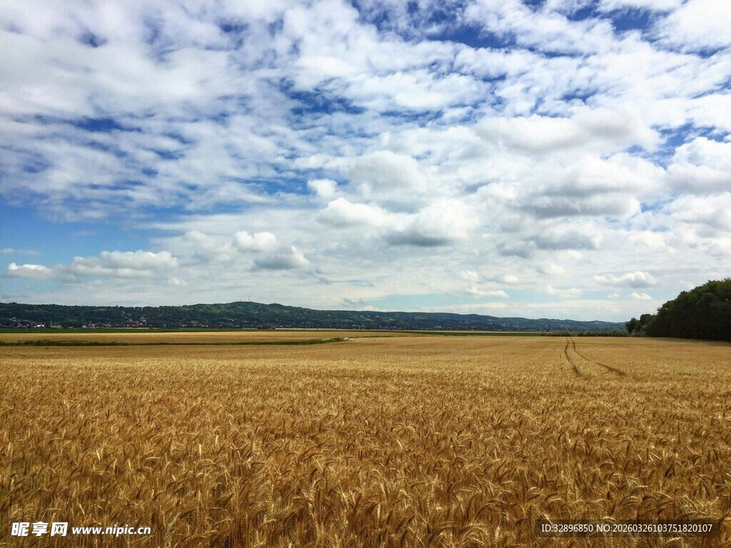 金黄麦田与蓝天白云美景