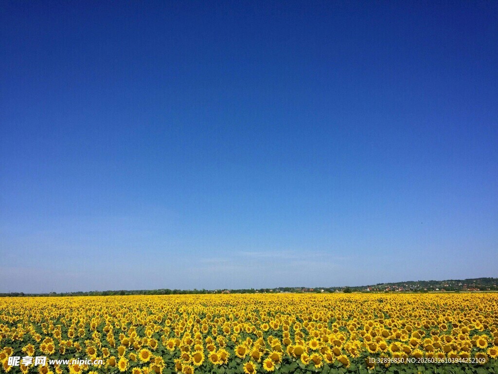 金黄向日葵花海蓝天美景