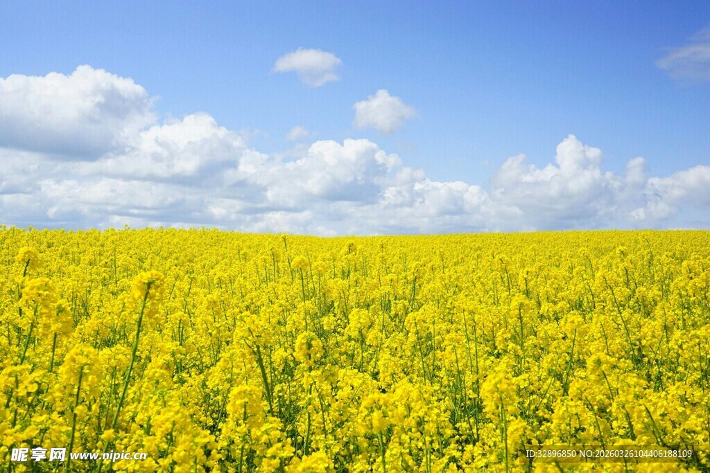 金黄油菜花田蓝天白云景