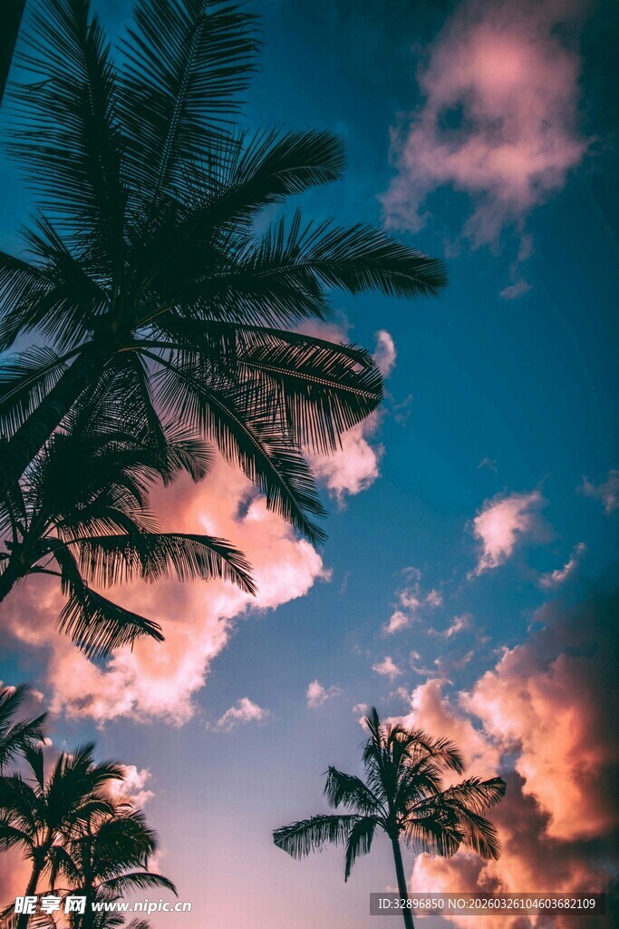 夕阳下的椰树与梦幻天空