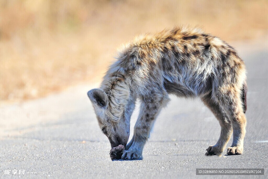 低头嗅路的鬣狗