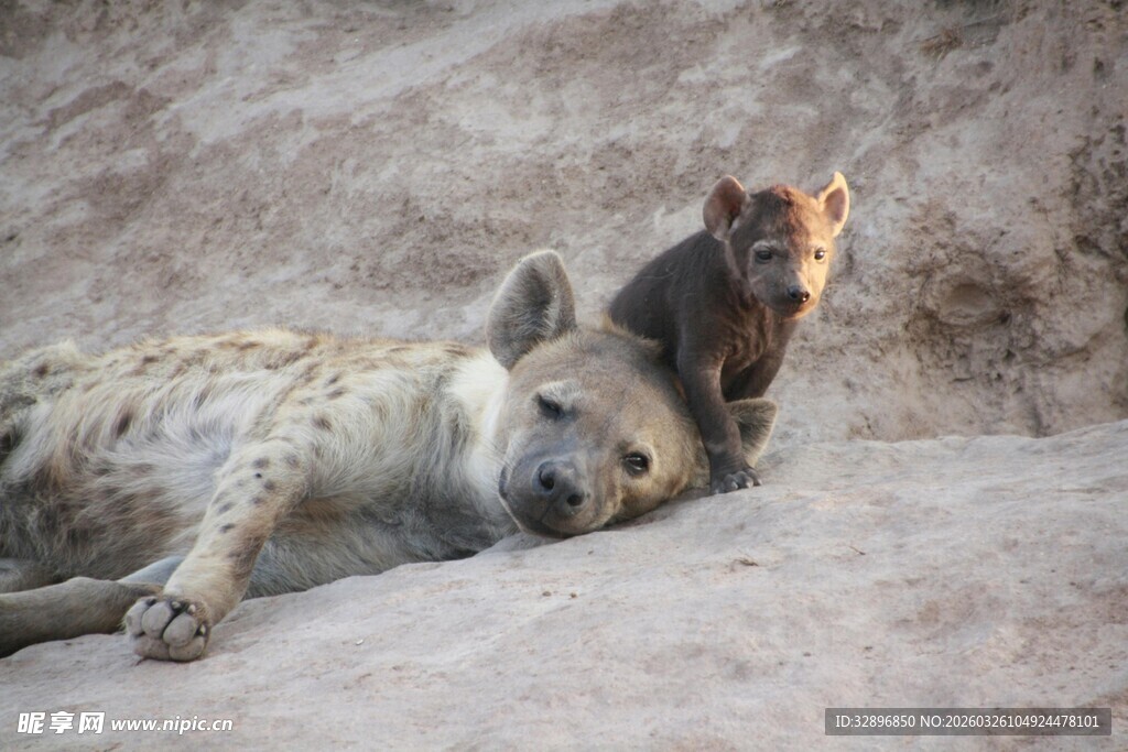 趴着休息的鬣狗