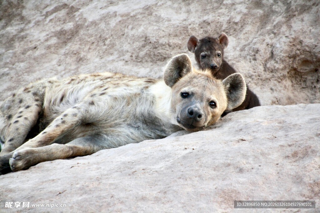 母鬣狗与幼崽休憩时刻