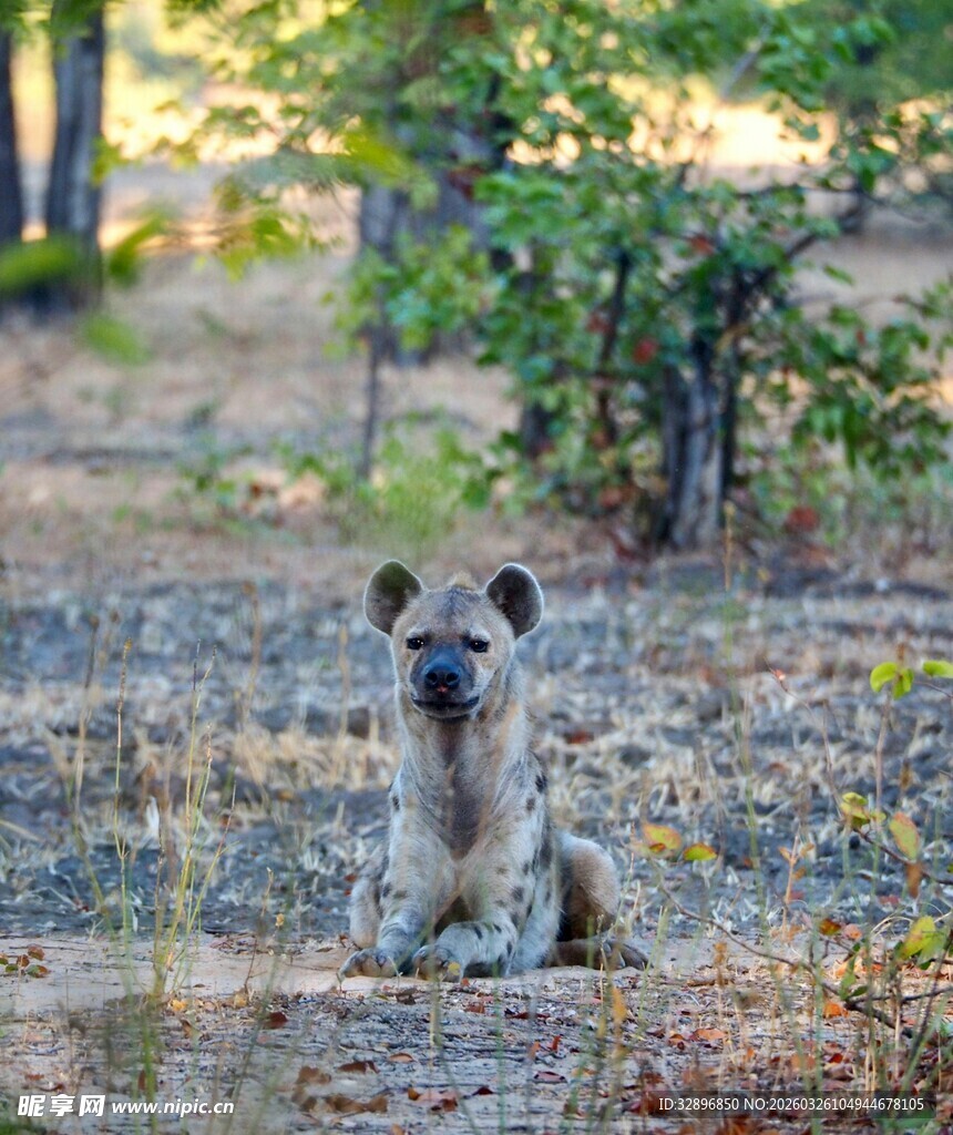 野外蹲坐的鬣狗