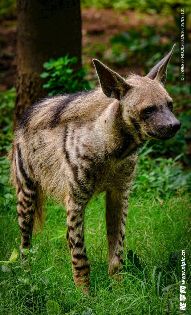 站立在草地的条纹鬣狗