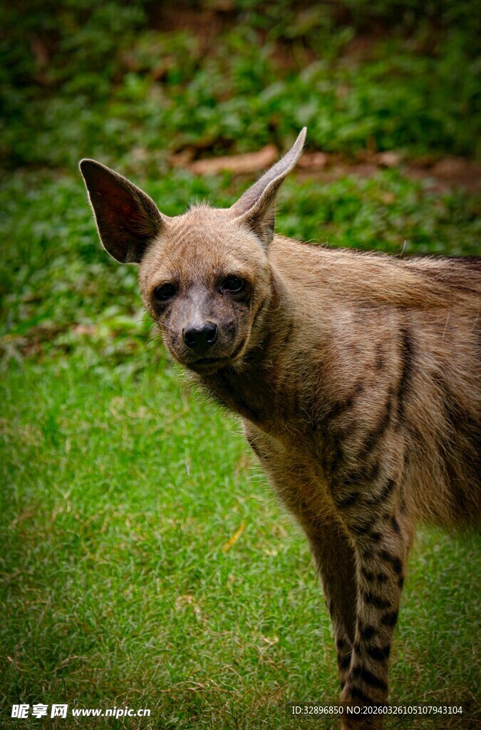 站立的条纹鬣狗