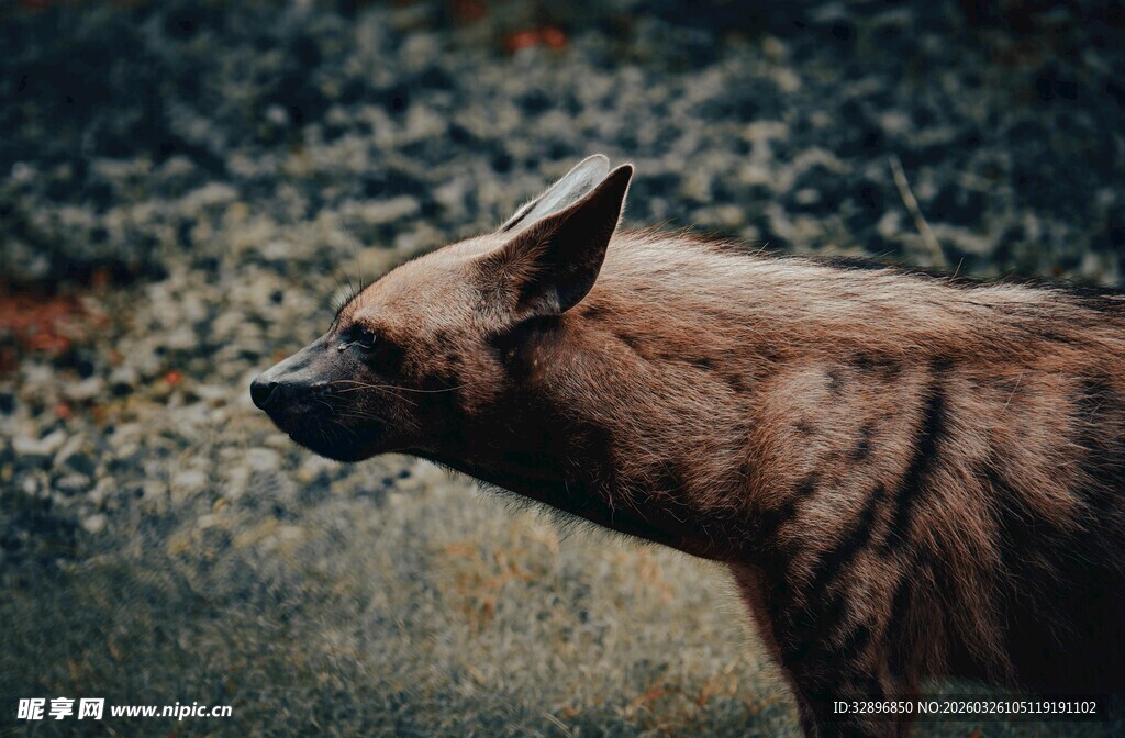 野外鬣狗侧影