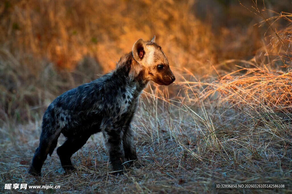 夕阳下的斑点狗