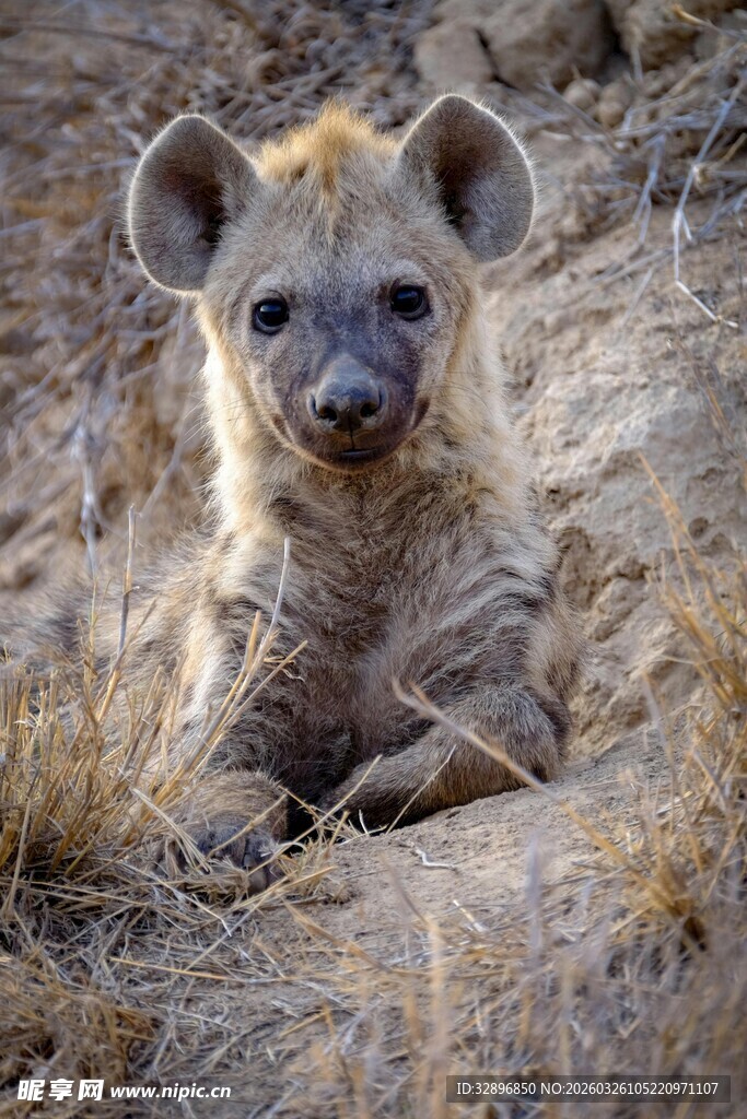 趴在地上的幼年鬣狗