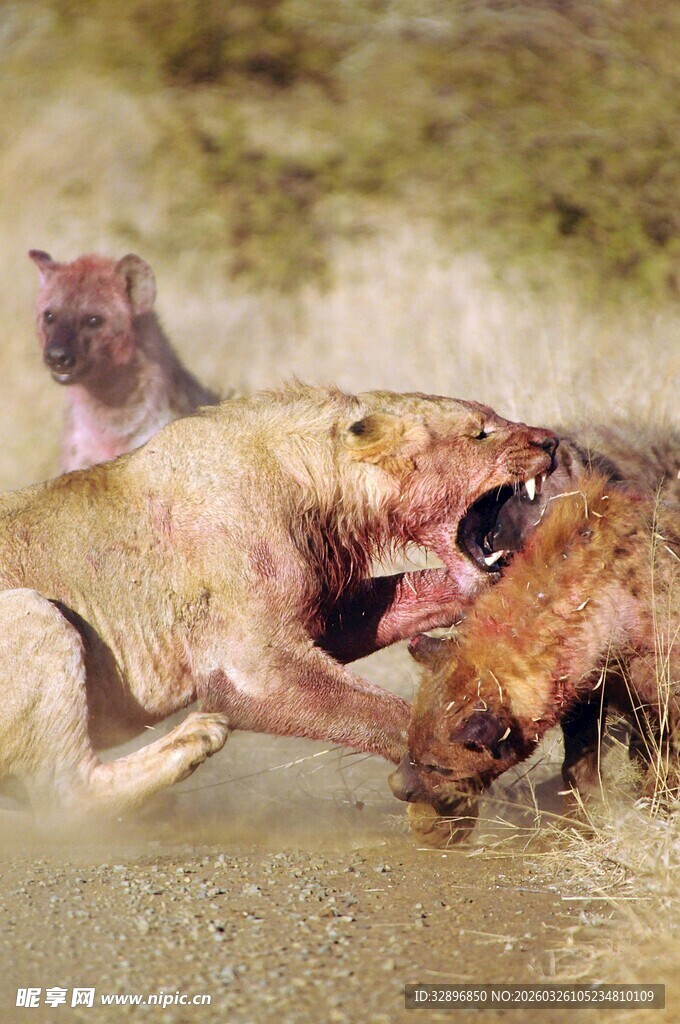 鳄鱼捕食水中猎物