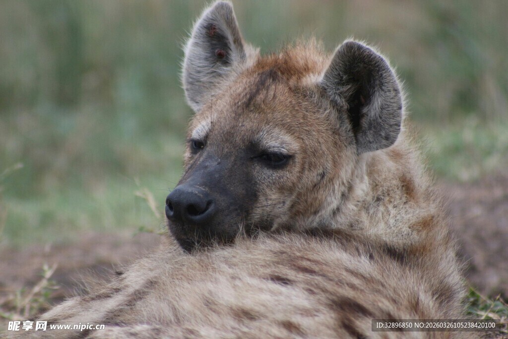草原上的幼年鬣狗