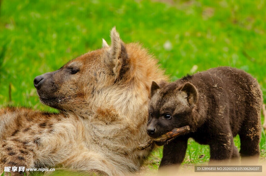 鬣狗母子休憩于绿草地