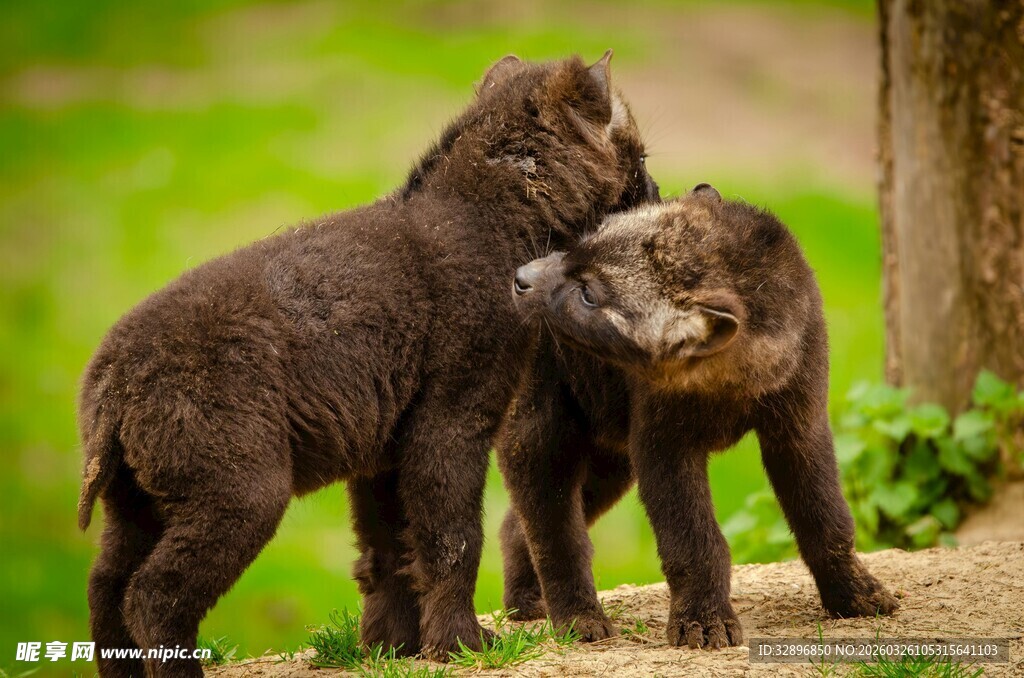 两只幼犬亲昵互动场景