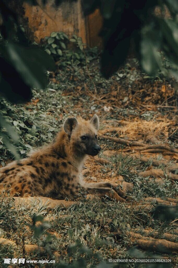 野外休憩的鬣狗