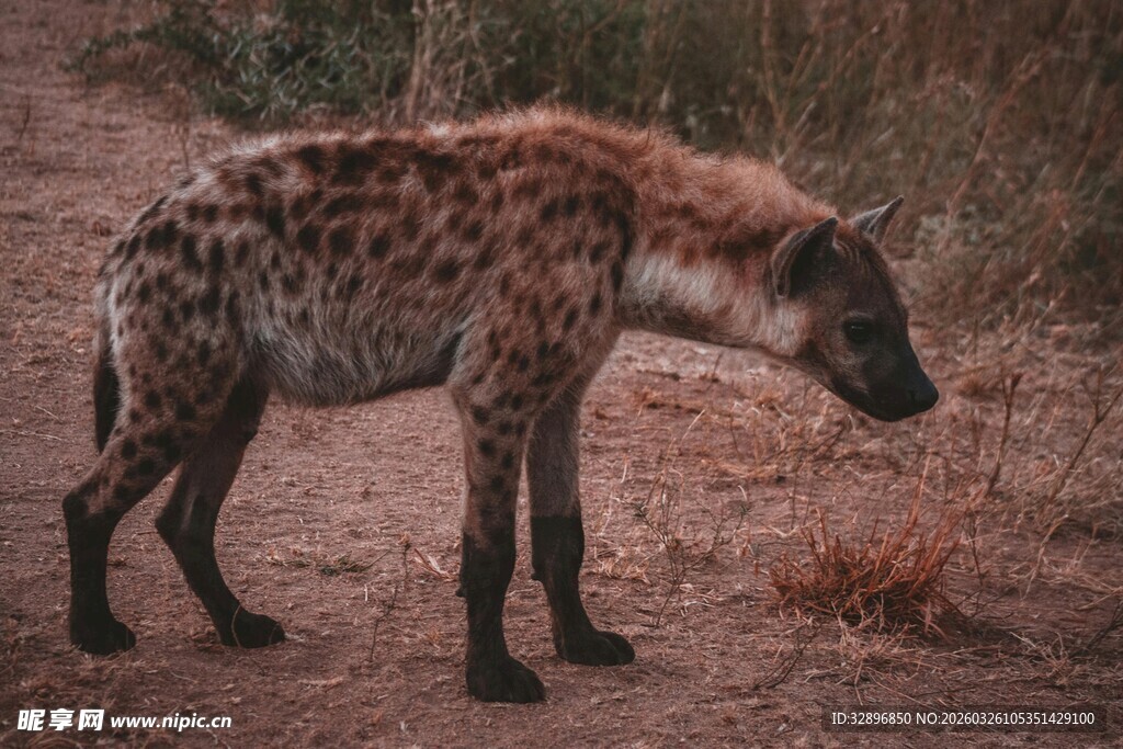 站立的斑点鬣狗