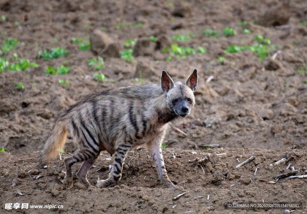 条纹鬣狗在泥土地上站立