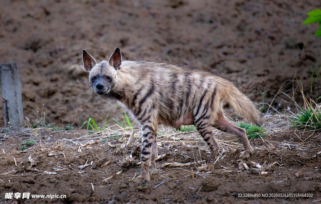 条纹鬣狗在野外行走