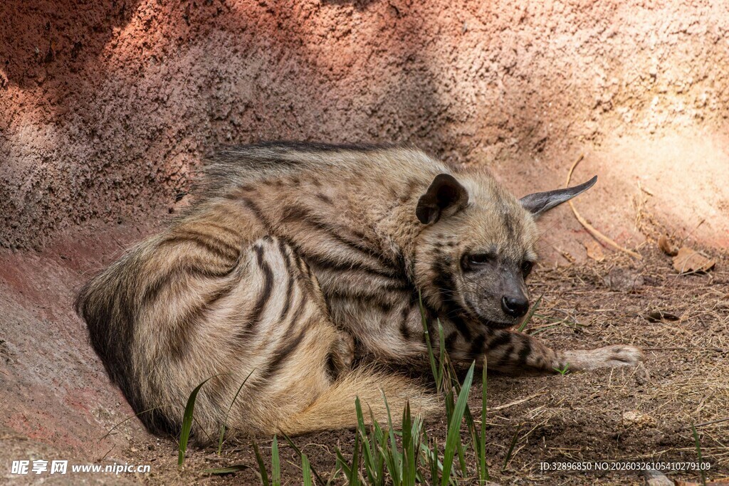 趴着休息的条纹鬣狗