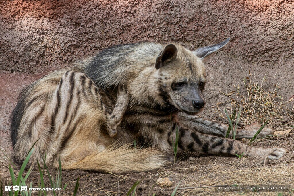 条纹鬣狗躺卧休憩