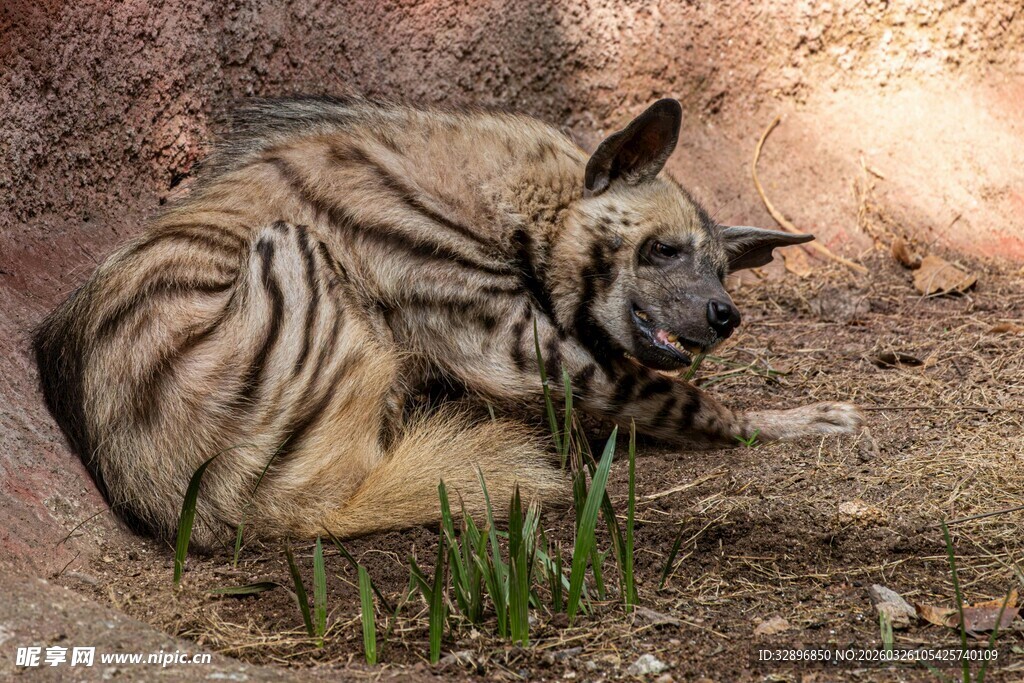 侧卧休憩的条纹鬣狗