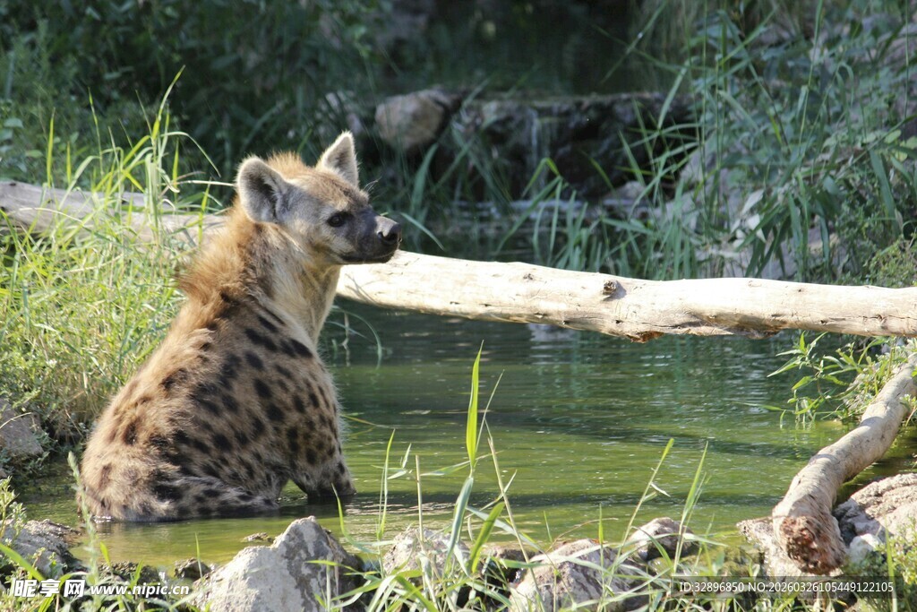 水边坐立的鬣狗