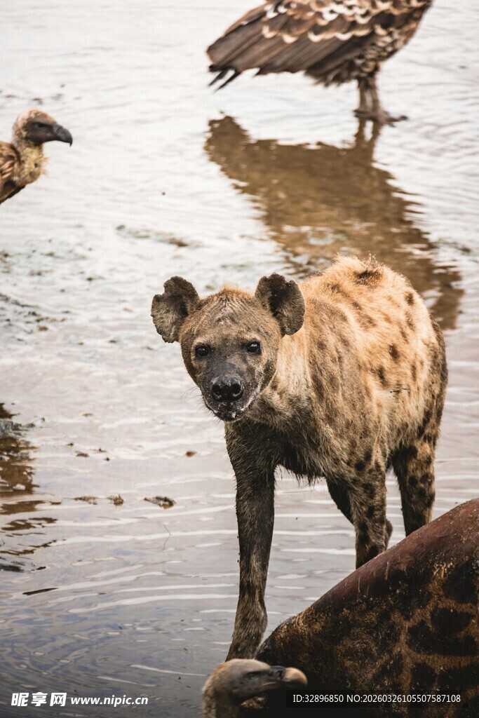 水边鬣狗与飞鸟的自然场景