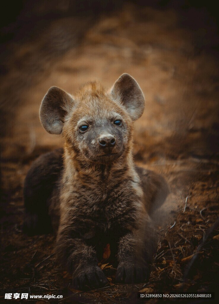 趴着的幼年鬣狗