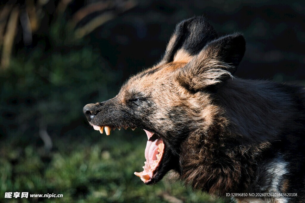 咆哮的野犬