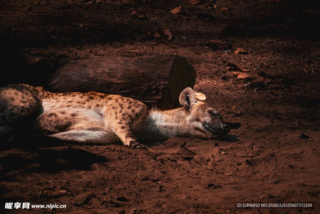 猎豹休憩于地面