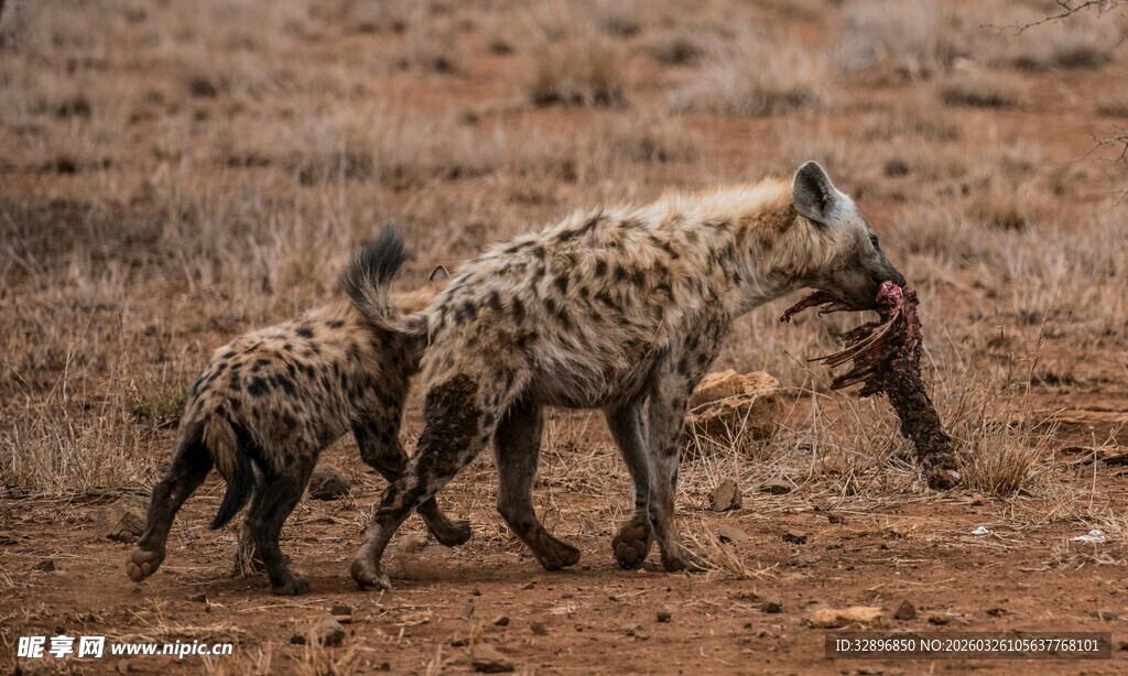 草原上行走的两只鬣狗
