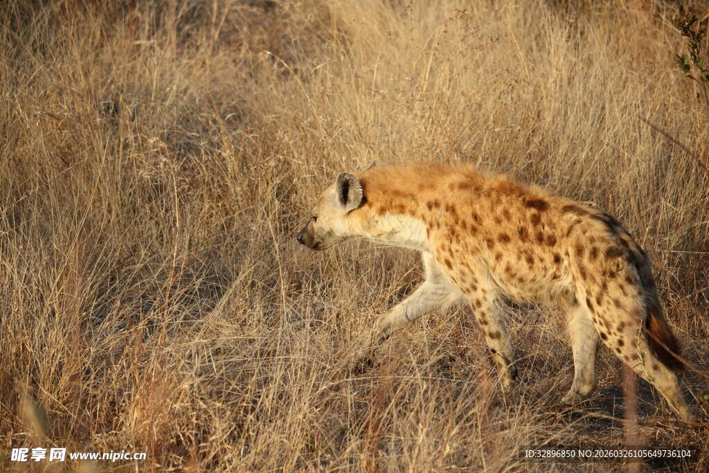 草原上行走的猎豹