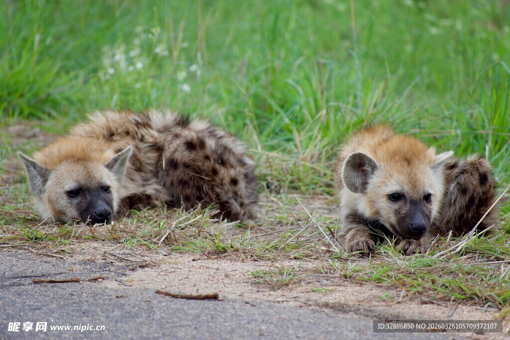 路边休憩的鬣狗
