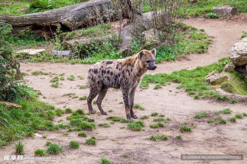 野外站立的斑点鬣狗