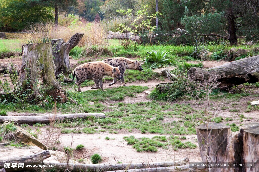 森林中休憩的狐狸