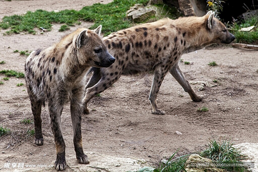 两只斑点鬣狗在地面行走