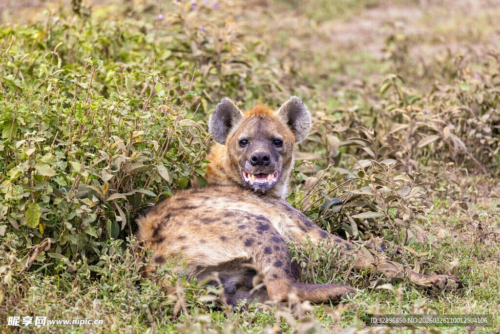 草地上休憩的斑鬣狗
