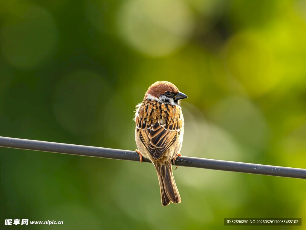 栖息于电线上的可爱麻雀