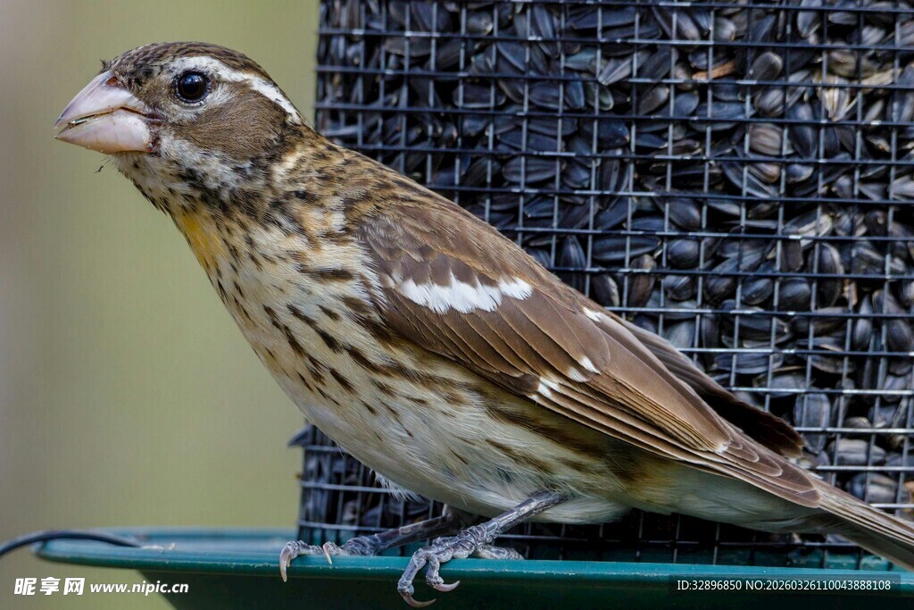 栖息于绿台的斑纹小鸟