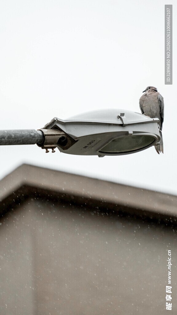 屋顶电线上的小鸟