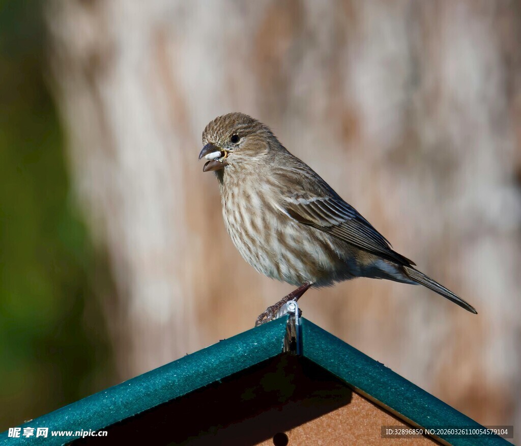小鸟栖息于屋顶边缘