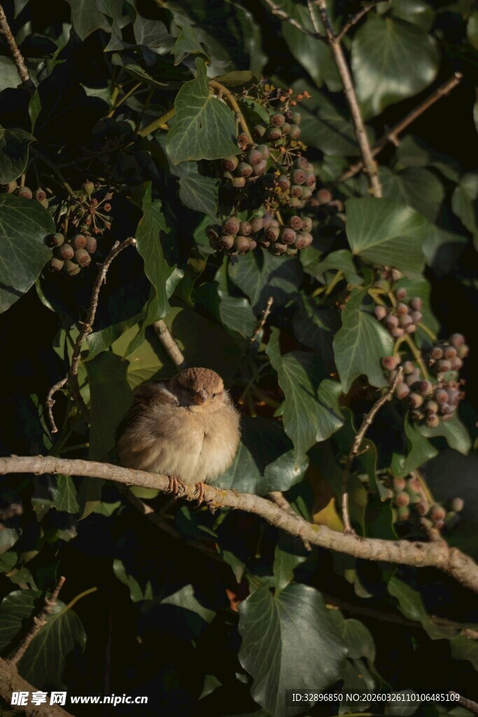 枝头栖息的小鸟
