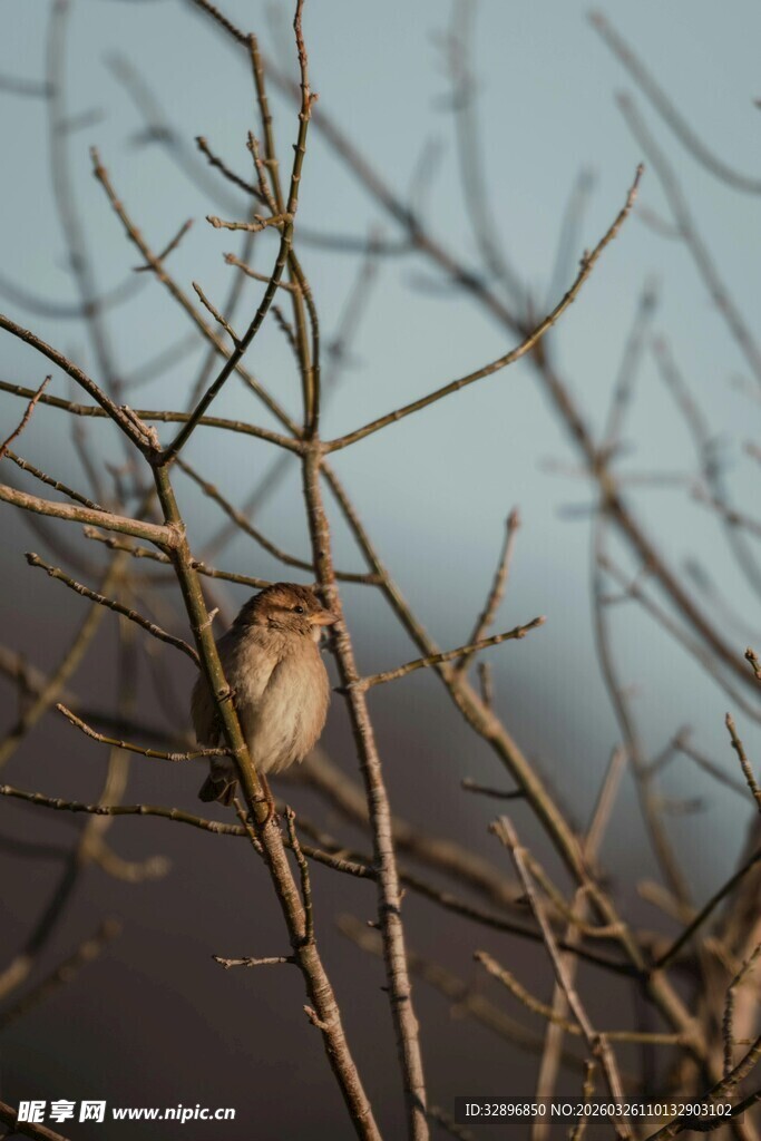 枝头栖息的小鸟