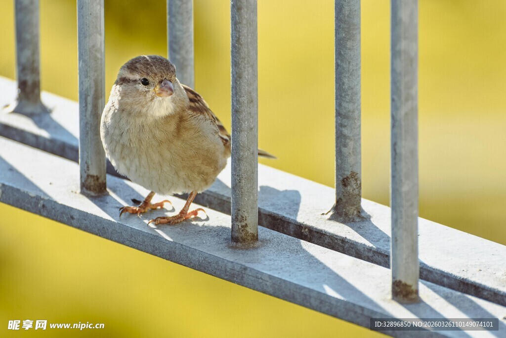 栏杆上的小鸟